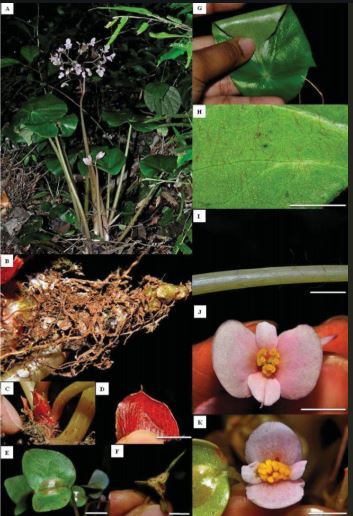 B. adamsensis